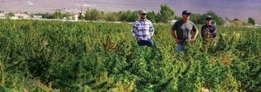 Across America, bud is blooming. Outdoor cannabis cultivators are preparing to harvest their crop this month, marking the end of an eight-to 10-month annual process. The seeds of many cannabis strains grown outdoors are ...