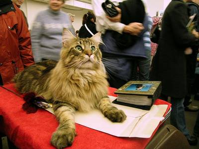 Cats and Sin City International Championship Cat Show at the Alexis Park Resort