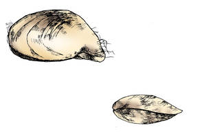 The Quagga Mussel