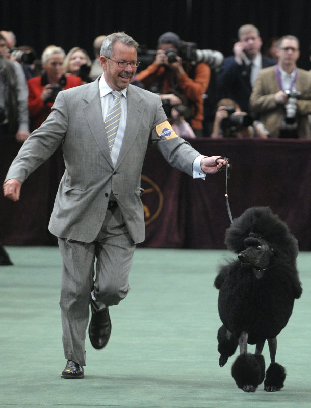 Handler Timothy Brazier and his standard poodle, Affirmation, run in the ring during the non-sporting group competition, which she won, during the 133rd annual Westminster Kennel Club dog show in New York on Monday, Feb. 9, 2009.

