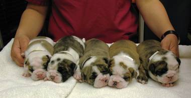 A litter of English bulldog puppies.