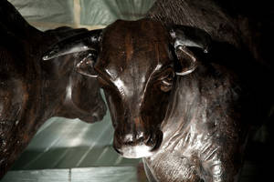 Bull statues inside PBR bar just waiting to end up in thousands of party pictures. 