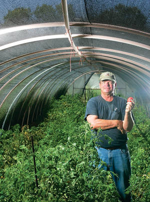 Green Giant: Jesse Scott of Buckhorn Ranch shows off a tomato inside one of his hoop houses.