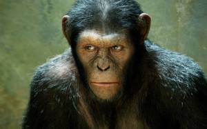 <em>Rise of the Planet of the Apes</em>