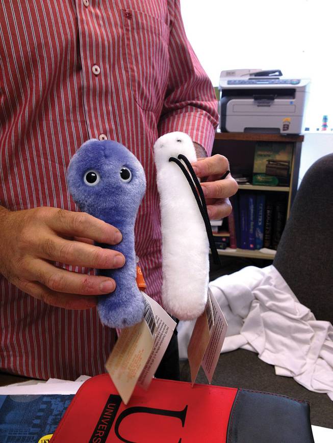 Ernesto Abel-Santos displays the plush versions of Clostridum difficile and anthrax. They're cute in this form, but in reality, C. diff causes flu-like symptoms and violent diarrhea (and sometimes death), while anthrax attacks the respiratory system and is highly lethal. But he explained that spores are all around. Many of us have probably breathed anthrax spores, but the density is what makes the difference. And C. diff is commonly found in the human digestive system. It's only when your beneficial microbes are killed off by antibiotics that they're free to germinate and wreak havoc. Abel-Santos has created patent-pending compounds that are very effective at inhibiting C. diff, and while he has some promising leads for anthrax, the search continues. 