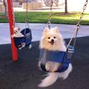 Random photo dogs in swing seats