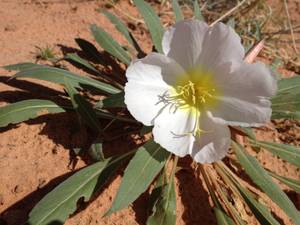 Even in the unforgiving soil of the Mohave, flowers find a way.