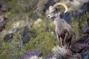 Keep an eye out for Nevada's state animal, the bighorn sheep, while you're exploring Lake Mead.