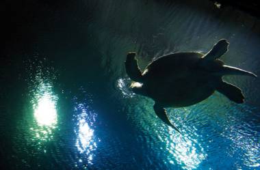 Forever home: OD, a green sea turtle, in his new digs at Shark Reef at Mandalay Bay.