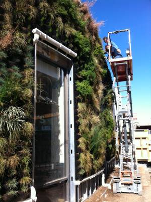 Workers install plants on Bier Garten's outdoor "living wall."
