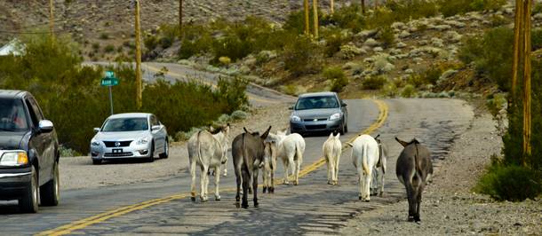 Living history: Don’t mind the burros—it’s all part of the Oatman experience.
