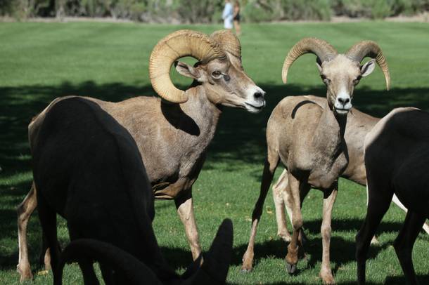 At Boulder City's Hemenway Park, bighorn sheep take refuge from the sun on hot summer days, and get surprisingly close to humans in the process.