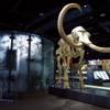 History concealed? The greatness of the Nevada State Museum deserves a little more love.