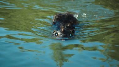 Two words: Zombeavers. Wait, that's one word.