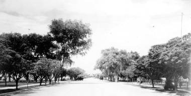 Umbrella trees and elms lined Fremont Street in the 1910s.