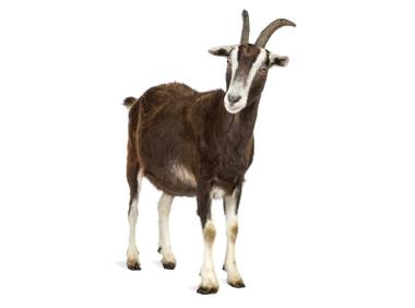 You can rent a goat on Amazon, but they’re not intended for parties or barbecues.