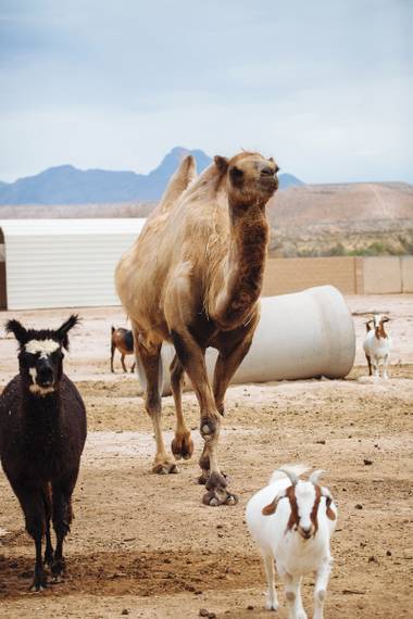 Llamas and camels and goats, oh my!