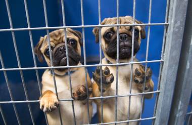 The City of Las Vegas recently passed an ordinance banning pet shops from selling animals that come from breeders and puppy mills.