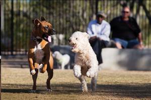 Jack, an 11-month-old Boxer (left), and Sparky, an 18-month-old Miniature Goldendoodle, play at the Bark Park at Heritage Park in Henderson. <em>(Steve Marcus/Staff)</em>