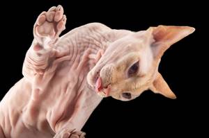 Quico, a Sphynx cat <em>(Krystal Ramirez/Special to the Weekly)</em>