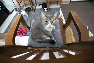 Since the nonprofit debuted the café in 2019, it has housed more than 300 cats and helped more than 200 of them get adopted.