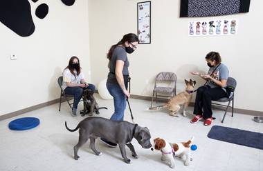 Dog trainer Johnna Holland, center, works with dogs during a puppy obedience class at Smarty Paws.