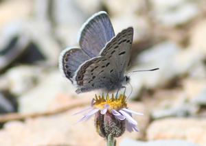 Mount Charleston Blue Butterfly