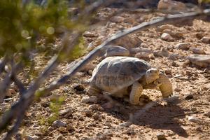 Mojave Desert Tortoise