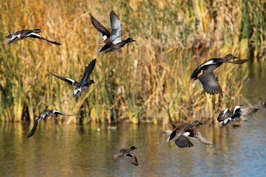 A flock of Gadwalls takes flight at Clark County Wetlands Park.