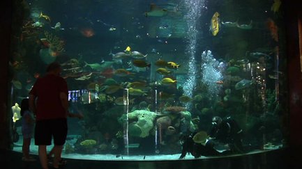 Take My Job: Age of Aquariums