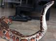 Snakes in a Box