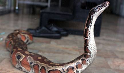 Snakes in a Box