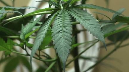 Medical Marijuana