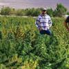 Harris Farms assistant foreman Jordan Williams, from left, owner Dan Harris and plant specialist Brad Thurmond stand in a marijuana field in Pahrump.