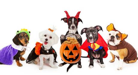 Howl-O-Ween Dog Parade