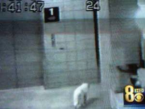 A surveillance camera shows a cat walking in the parking garage  in the Jim Gibbons-Chrissy Mazzeo assault investigation.