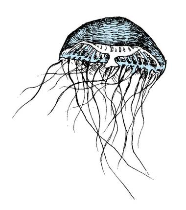 Freshwater Jellyfish