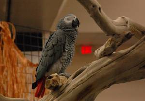 An African Grey Parrot at the Hawaiian Festival & Tropical Bird Expo.