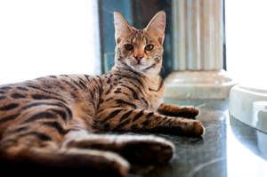 Monster, Santucci's African serval, lounges on the Palace's marble floor.