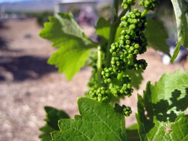 Typically, wine grapes are thought not to grow well in such a harsh climate, but these plants have taken well to the desert at the UNCE orchard in North Las Vegas.