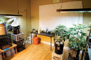 Grow your own green: A local patient's home hydroponic setup.