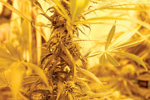 Flowering female marijuana plants