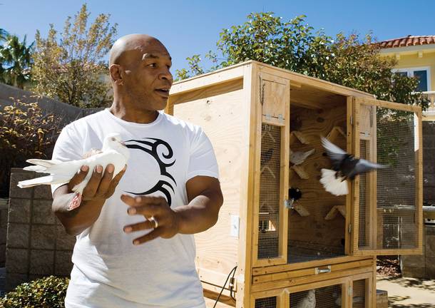 Mike Tyson handles one of his pigeons in the backyard of his Seven Hills home. He keeps more than 100 birds on the property.