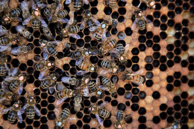It may not be immediately clear how our lives are affected by the lives of honeybees and the organisms that harm them, but many of the alarming headlines of today have roots in upsets to the natural balance of things. 