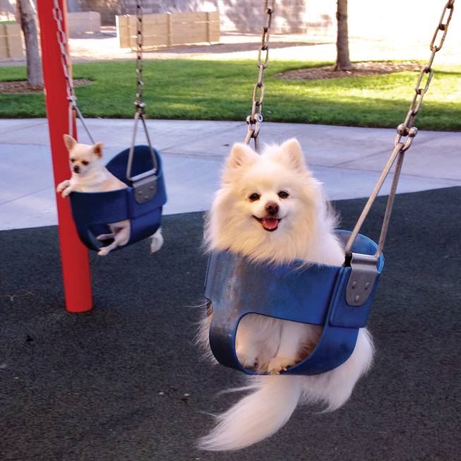 Random photo dogs in swing seats
