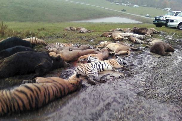 The aftermath of the Zanesville, Ohio, incident in which an exotic animal owner released over 50 lions, tigers and bears before committing suicide. Most of the animals were killed by police to prevent civilian attacks.