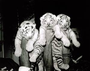 Three of Siegfried &amp; Roy's white tiger cubs.