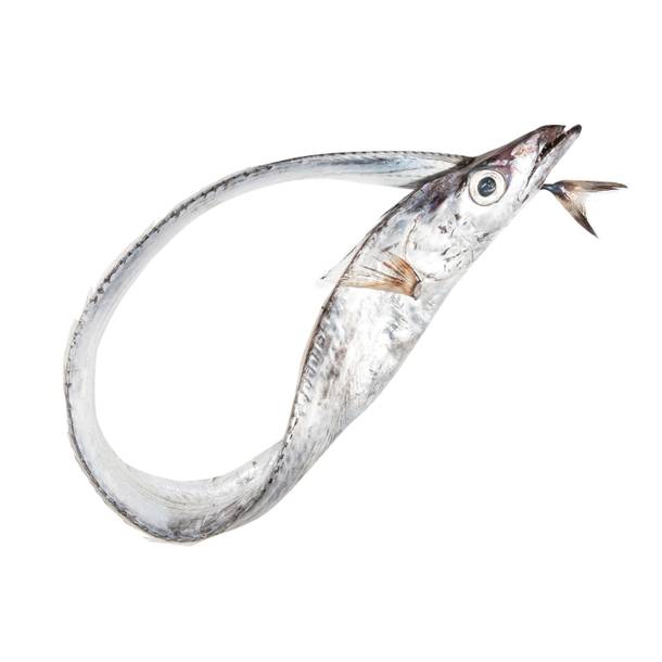 Sciabola, the silver blade fish used in Bartolotta's frittura.