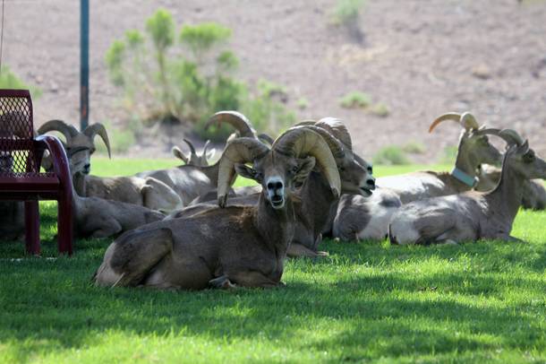 At Boulder City's Hemenway Park, bighorn sheep take refuge from the sun on hot summer days, and get surprisingly close to humans in the process.