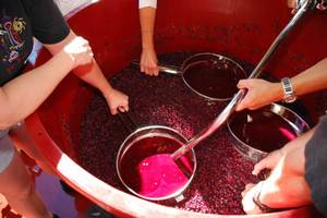 Two times a year, you can crush your own grapes and make your own wine at Grape Expectations.
